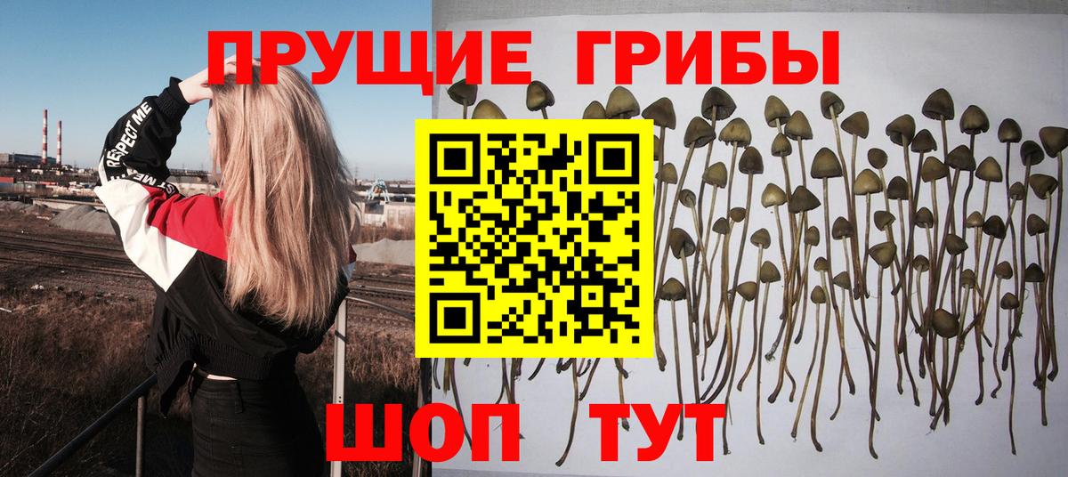 Выкса  Псилоцибиновые грибы Psilocybine cubensis  Вход с VPN 